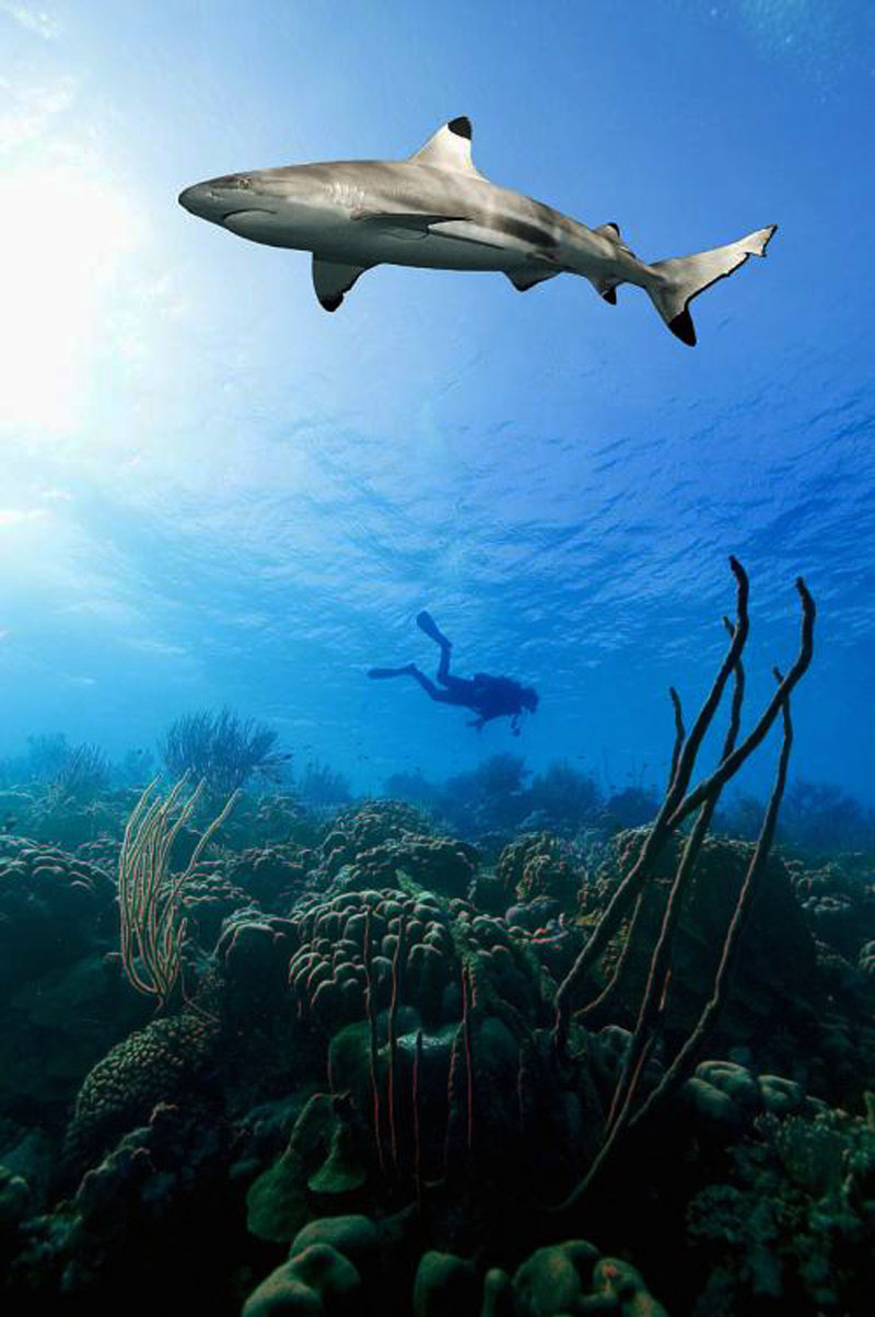 鯊魚為什么不吃潛水員？