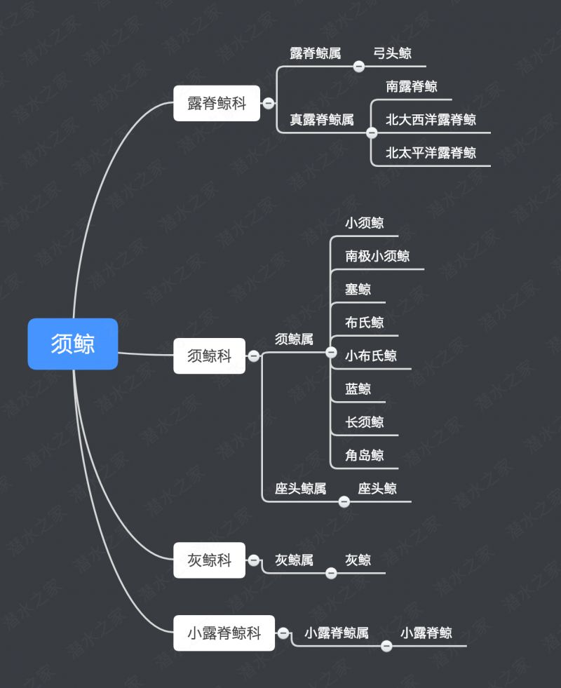 鯨魚(yú)科普-鯨魚(yú)大全送給你